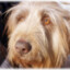 sapsaldog1