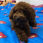 不爱我就喵喵喵