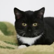 ︻デ═一 elcioᴵˡˢᵉ