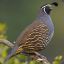 the quail