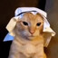Arab cat