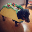 Tacodog