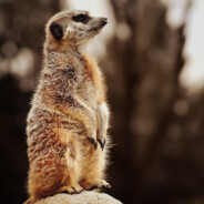 Surykatkaツᶠᶸᶜᵏᵧₒ