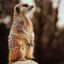 Surykatkaツᶠᶸᶜᵏᵧₒ