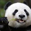 PanDa-