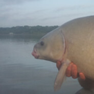 carp
