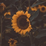 你拿什么感同身受