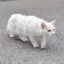 叉烧猫猫头