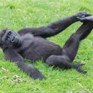 camcamwalkemdownnstickem