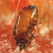 fleas avatar