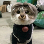 国家2.5级保护动物梅狸