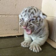 ︻デ┳╗═ー ®R