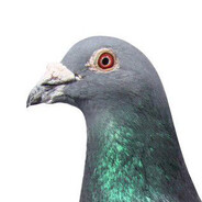 голубьE a.k.a. PigeonE