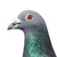 голубьE a.k.a. PigeonE