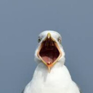 Steven Seagull