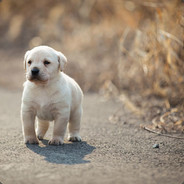 送给你一个快递