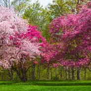 The Trees
