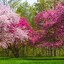 The Trees