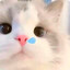 冬眠的猫^