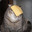 Cheese Cat's avatar