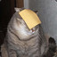 Cheese Cat