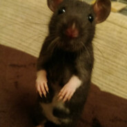 gothillus10nperc80MOLLYWATER