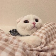 可是查理是只猫