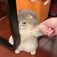 我看看怎么个事儿