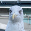 Not a Seagull