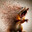 Exploding rat