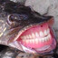 Jackerdog