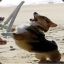 TheOnlyCorgi