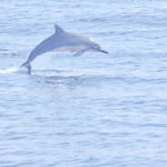 沸羊羊过来帮忙推推，喜羊羊累得动不了了