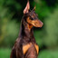 doberman