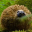 Haggis