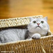 合法贩卖口香糖