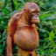 Ape
