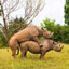 Horny Rhino