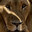 Lion_ŞİMŞEK