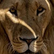 Lion_ŞİMŞEK