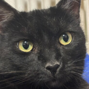 dup1🐍 - steam id 76561199123093820