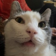 Sebo's Avatar