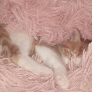 宇宙无敌大美女