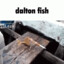 dalton fish