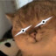 火星猫