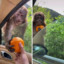 Give Monkey The Orange
