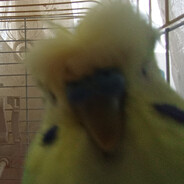 birbknight
