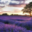 Lavender Fields