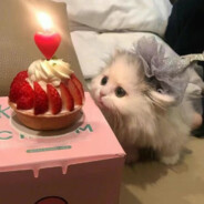 荷花还我少女音