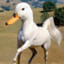 casp223